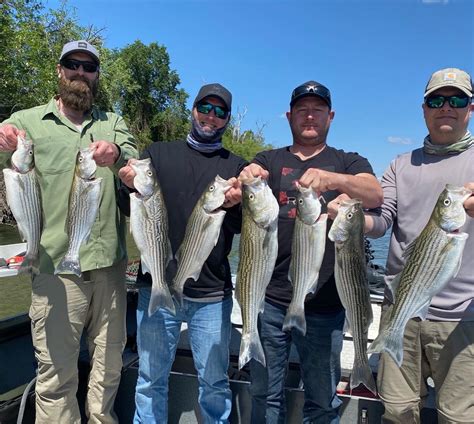 sac river striper fishing report